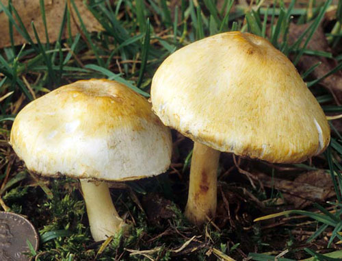 Agaricus comtulus - Fungi species | sokos jishebi | სოკოს ჯიშები